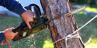 Best Fruit Tree Pruning  in La Crosse, KS