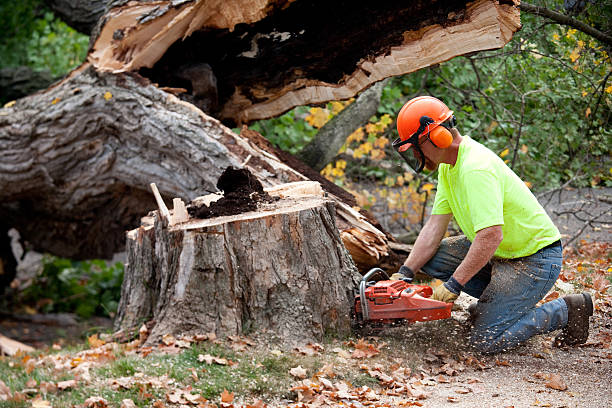 Best Arborist Consultation Services  in La Crosse, KS